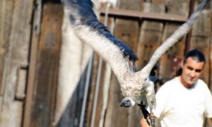 Aves rapaces y Ponis en Santo Domingo