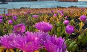 Agenda de fin de semana en Águilas - del 1 al 3 de agosto