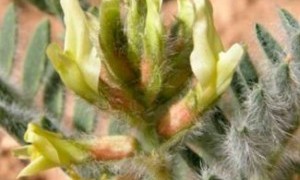 Ruta sobre el Garbancillo y los volcanes de Tallante en Cartagena